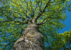 Roordink Bedrijfswagens geeft gas op groen